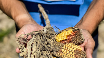 A HALO deminer holds sweetcorn cobs in her hands