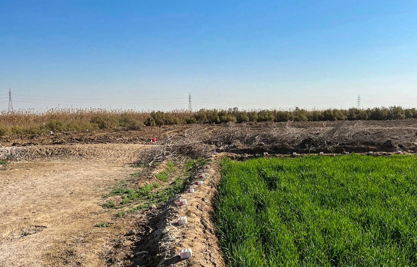 A growing crop next to land which is contaminated with explosives and can't be planted