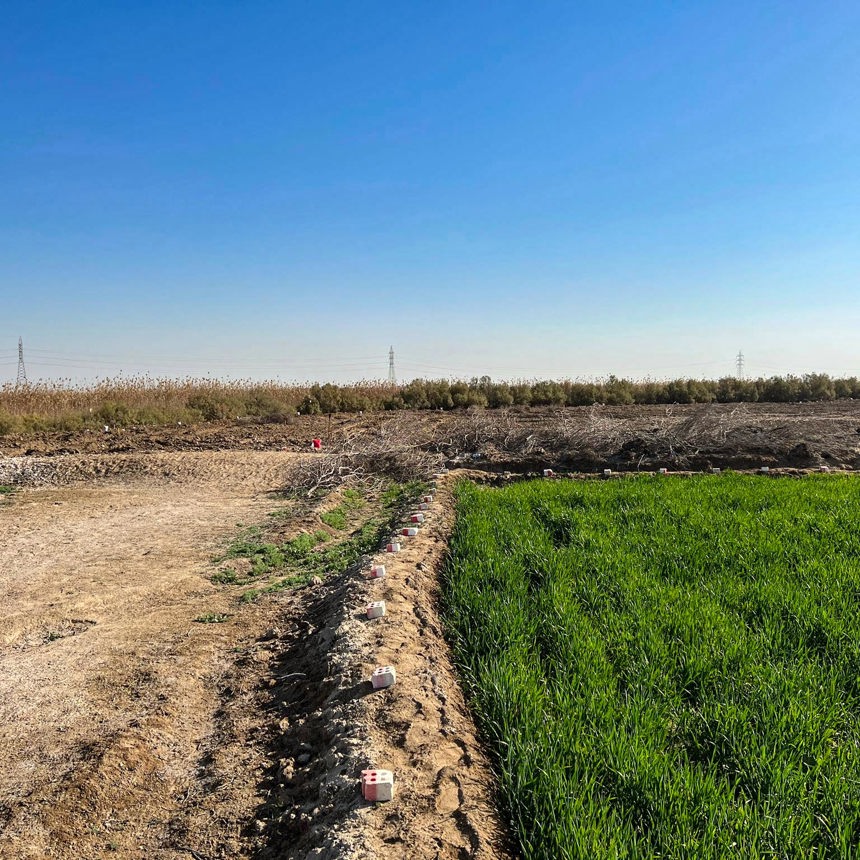 A growing crop next to land which is contaminated with explosives and can't be planted
