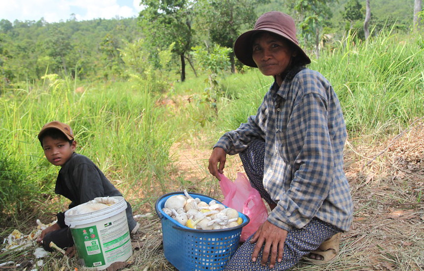 Mushroom picking in Cambodia