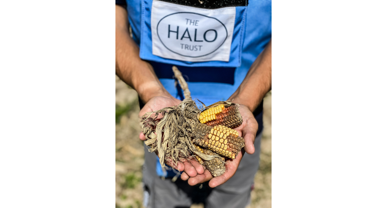 Rotten corn in Kyiv Oblast that couldn't be harvested due to mine threats