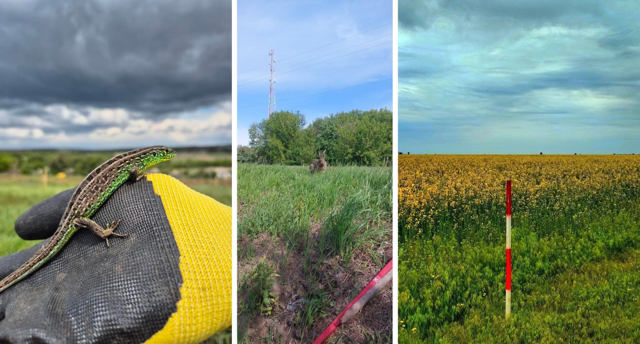 A collage of three different fields in Ukraine