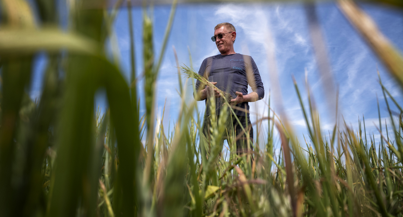 A man in sunglasses holds a plant stalk in a field.