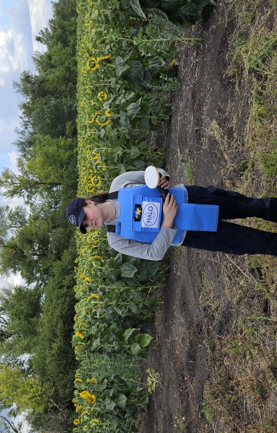 A deminer stands in front of a field of sunflowers while holding a Trimble device