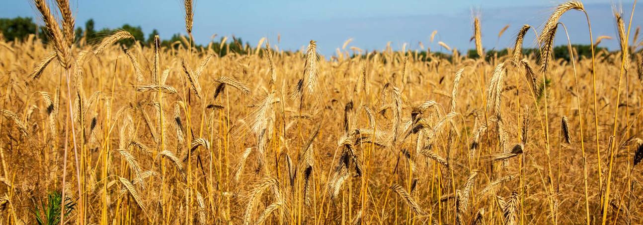 A field of wheat against a blue sky in Ukraine