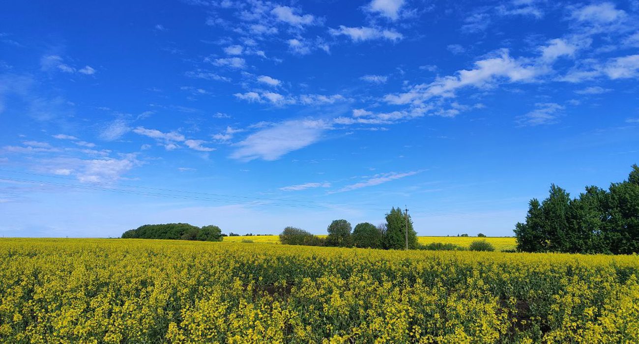 Landscape shot of a field of yellow flowers