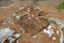 Opened bags of soil and sticks scattered on the ground