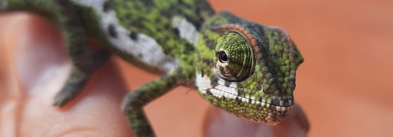 A close up image of a rare Somali chameleon found at the Khaatumo minefield on the Somalia-Somaliland border