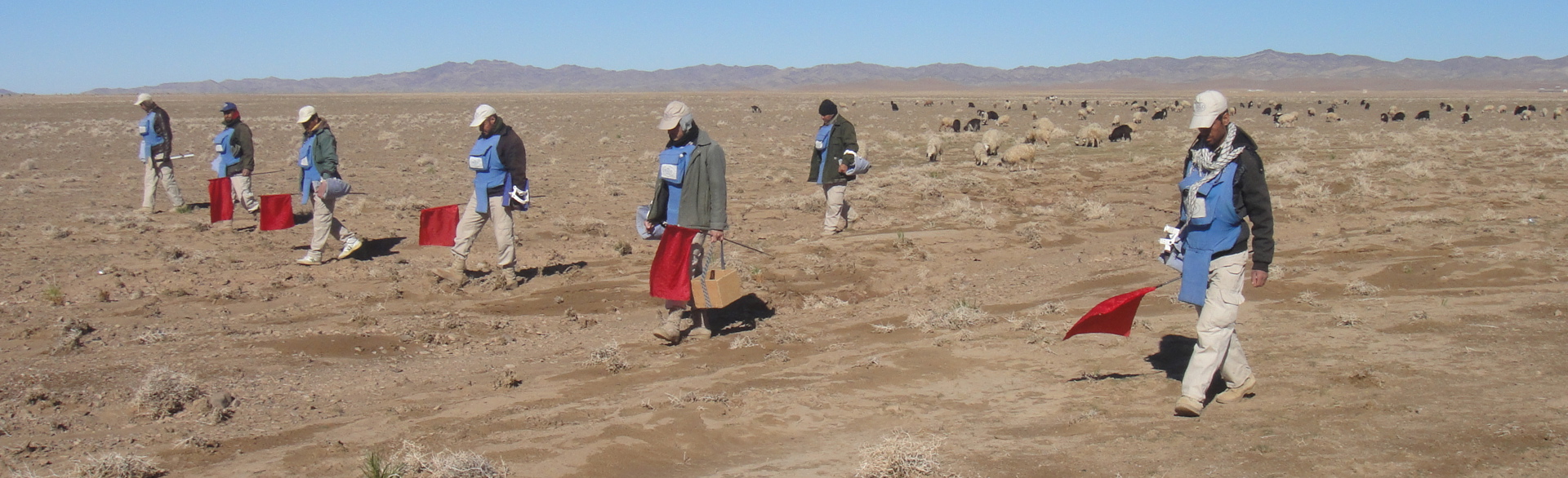 A group of HALO deminers carry red flags through a rural landscape