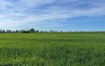Landscape shot of a field