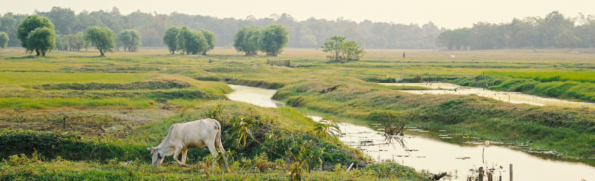 Green Myanmar fields with cattle grazing