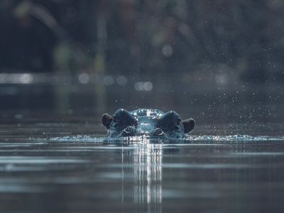 A hippo pokes its head over the surface of the water