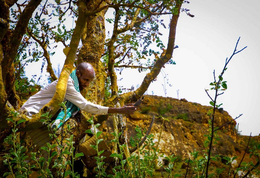 Frankincense farmer tending his trees in Somalia