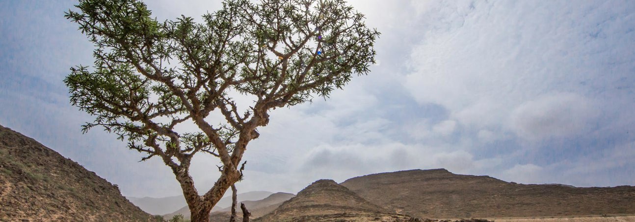 A frankincense tree against hills on dry ground in Somalia