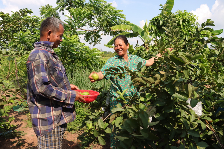 Two Cambodian farmers pick fruit