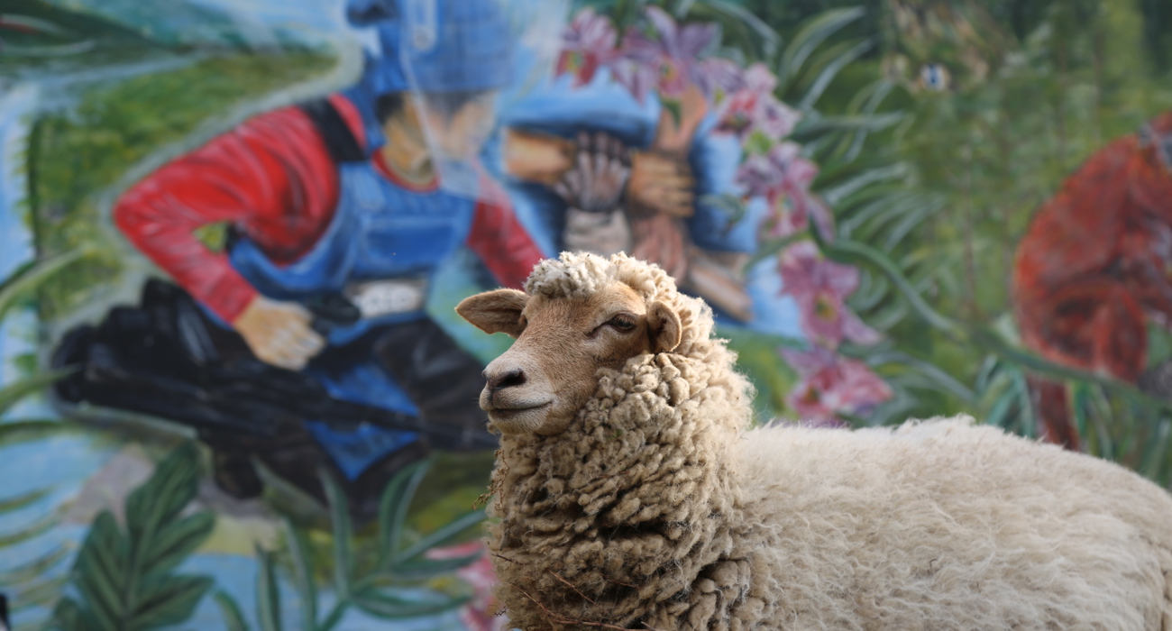 Coco the sheep in Cauca Valley, Colombia