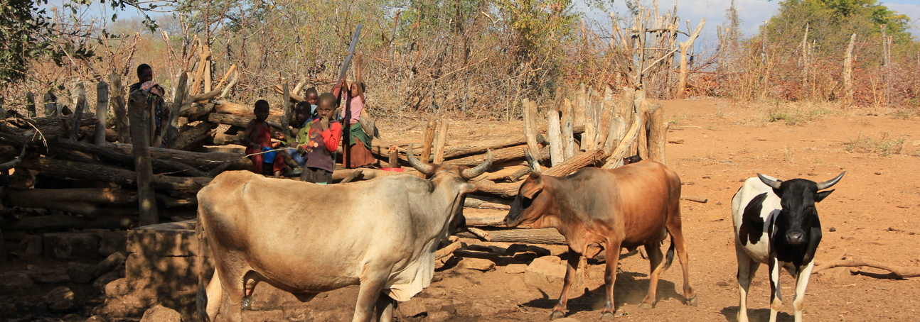 Children stand behind three cows on a track in Zimbabwe