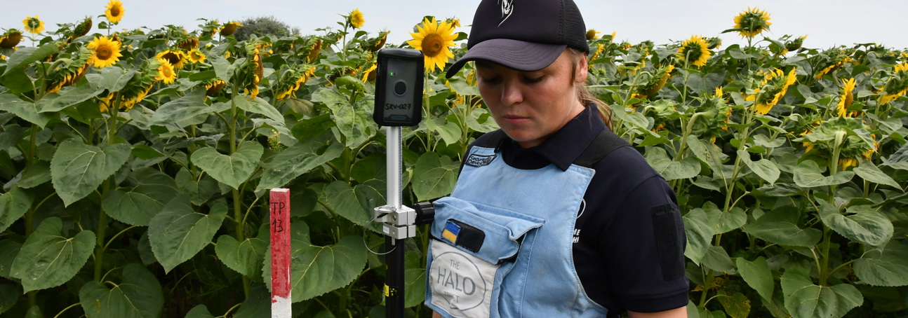 A female deminer wearing PPE uses a Trimble device in a sunflower field