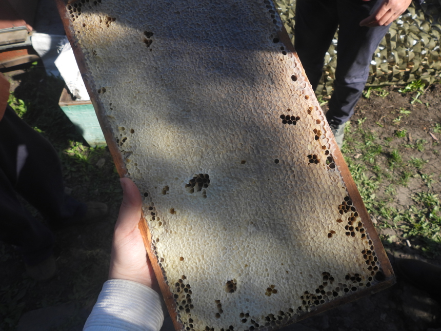 Honey in a beehive