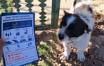 A dog stand next to a person holding a mine poster 