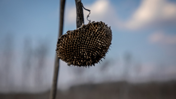 A close up of a dead plant on a farm field