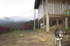 A dog in front of the school building, as taken by a young pupil
